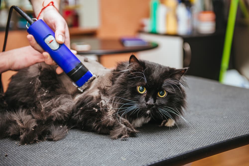 كيفية حلاقة شعر قطتك