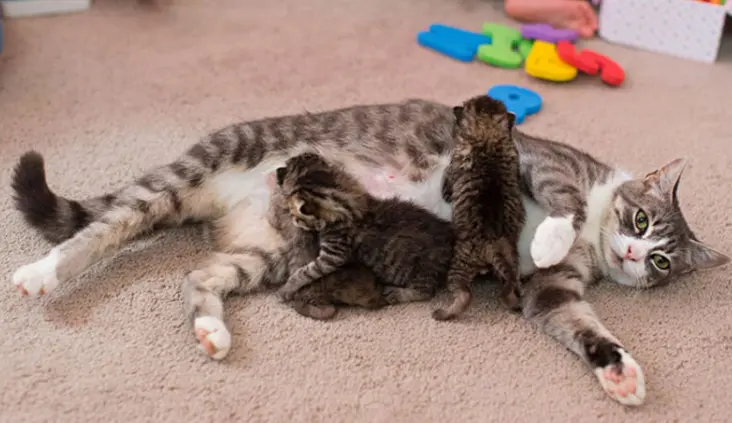 تنظيف القطط بعد الولاده