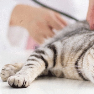 علاج حمى القطط في المنزل