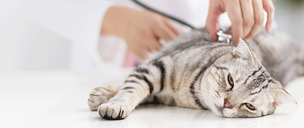 علاج حمى القطط في المنزل