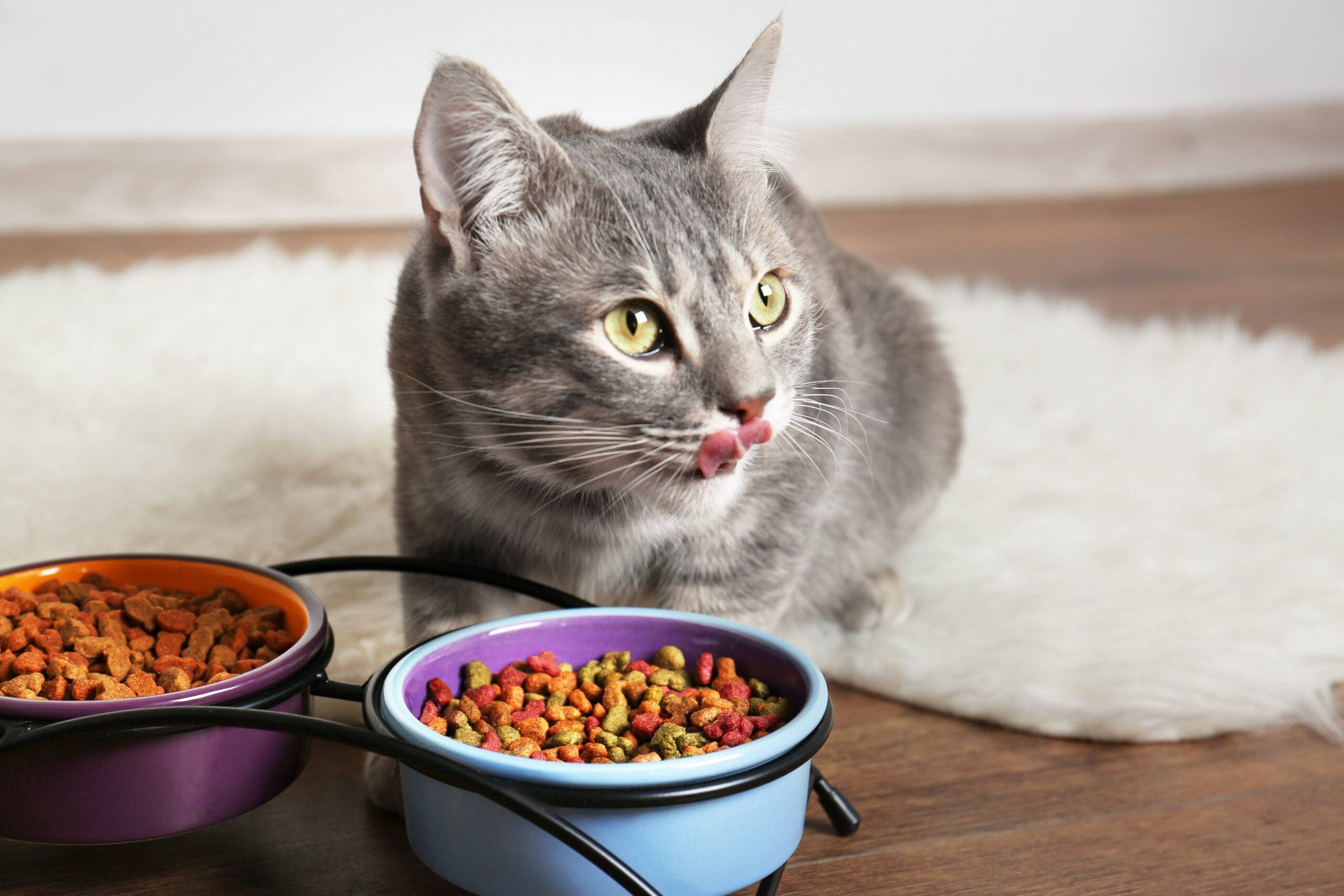 ما هي الأطعمة التي تحبها القطط ، وهل يناسبها أكل المنزل