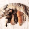 رعاية القطة الأم